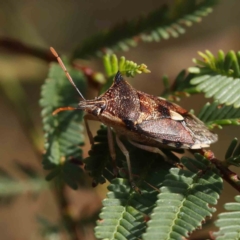 Oechalia schellenbergii (Spined Predatory Shield Bug) at Dryandra St Woodland - 4 Mar 2023 by ConBoekel