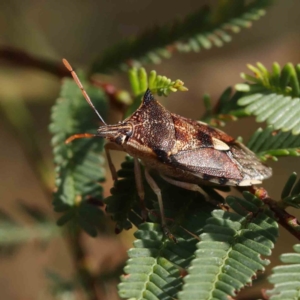 Oechalia schellenbergii at O'Connor, ACT - 5 Mar 2023 10:49 AM