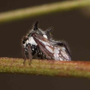 Acanthuchus trispinifer at O'Connor, ACT - 5 Mar 2023 11:28 AM