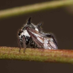 Acanthuchus trispinifer (Three-horned treehopper) at O'Connor, ACT - 5 Mar 2023 by ConBoekel