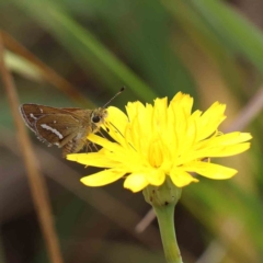 Taractrocera papyria (White-banded Grass-dart) at Dryandra St Woodland - 5 Mar 2023 by ConBoekel