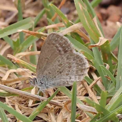 Zizina otis (Common Grass-Blue) at Dryandra St Woodland - 5 Mar 2023 by ConBoekel