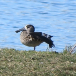 Malacorhynchus membranaceus at Fyshwick, ACT - 6 May 2023