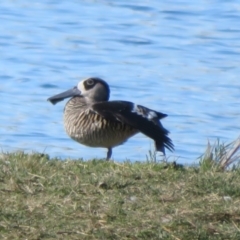 Malacorhynchus membranaceus (Pink-eared Duck) at Fyshwick, ACT - 6 May 2023 by Christine