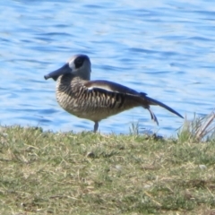 Malacorhynchus membranaceus at Fyshwick, ACT - 6 May 2023