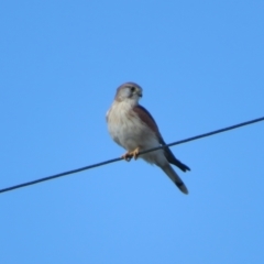 Falco cenchroides (Nankeen Kestrel) at Fyshwick, ACT - 6 May 2023 by Christine