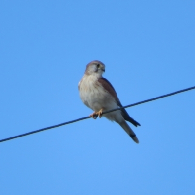 Falco cenchroides (Nankeen Kestrel) at Fyshwick, ACT - 6 May 2023 by Christine