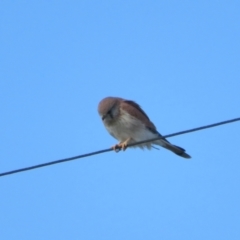 Falco cenchroides at Fyshwick, ACT - 6 May 2023 02:10 PM