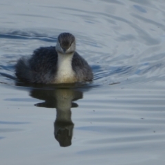 Poliocephalus poliocephalus (Hoary-headed Grebe) at Jerrabomberra Wetlands - 6 May 2023 by Christine