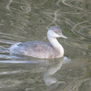 Poliocephalus poliocephalus at Fyshwick, ACT - 6 May 2023