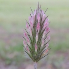 Trifolium angustifolium (Narrowleaf Clover) at Gordon, ACT - 12 Nov 2022 by michaelb