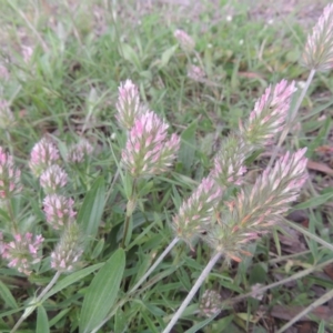 Trifolium angustifolium at Gordon, ACT - 12 Nov 2022