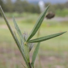 Trifolium angustifolium at Gordon, ACT - 12 Nov 2022 06:22 PM