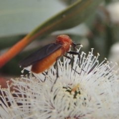 Bibio imitator (Garden maggot) at Point Hut Pond - 12 Nov 2022 by michaelb