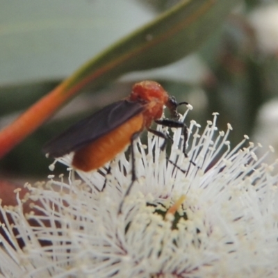 Bibio imitator (Garden maggot) at Point Hut Pond - 12 Nov 2022 by MichaelBedingfield