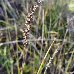 Carex appressa at Weetangera, ACT - 9 May 2023