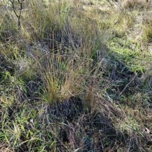 Carex appressa at Weetangera, ACT - 9 May 2023
