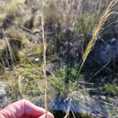 Austrostipa sp. (A Corkscrew Grass) at Weetangera, ACT - 8 May 2023 by sangio7