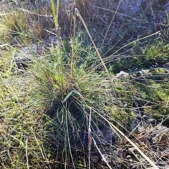 Austrostipa sp. at Weetangera, ACT - 9 May 2023