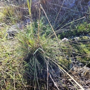 Austrostipa sp. at Weetangera, ACT - 9 May 2023