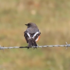 Petroica phoenicea (Flame Robin) at Paddys River, ACT - 9 May 2023 by RodDeb