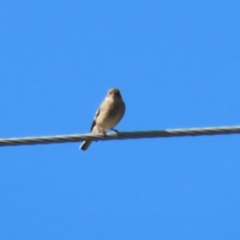 Petroica phoenicea at Paddys River, ACT - 9 May 2023 12:47 PM