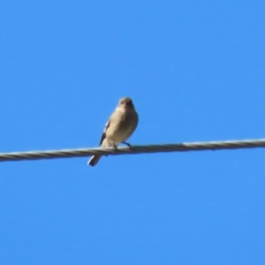 Petroica phoenicea at Paddys River, ACT - 9 May 2023