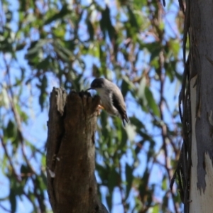 Daphoenositta chrysoptera at Paddys River, ACT - 9 May 2023