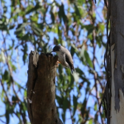 Daphoenositta chrysoptera (Varied Sittella) at Namadgi National Park - 9 May 2023 by RodDeb