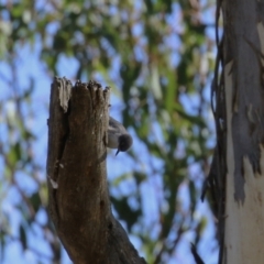 Daphoenositta chrysoptera at Paddys River, ACT - 9 May 2023