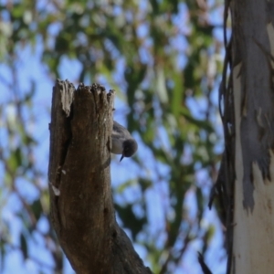 Daphoenositta chrysoptera at Paddys River, ACT - 9 May 2023 01:45 PM