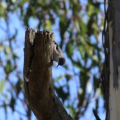 Daphoenositta chrysoptera at Paddys River, ACT - 9 May 2023