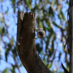 Daphoenositta chrysoptera at Paddys River, ACT - 9 May 2023 01:45 PM