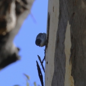 Daphoenositta chrysoptera at Paddys River, ACT - 9 May 2023 01:45 PM