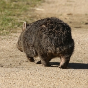 Vombatus ursinus at Paddys River, ACT - 9 May 2023 02:14 PM