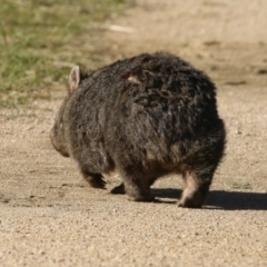 Vombatus ursinus (Bare-nosed Wombat) at Paddys River, ACT - 9 May 2023 by RodDeb