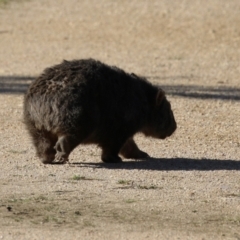 Vombatus ursinus at Paddys River, ACT - 9 May 2023 02:14 PM