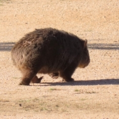 Vombatus ursinus at Paddys River, ACT - 9 May 2023 02:14 PM