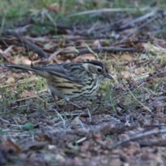 Pyrrholaemus sagittatus (Speckled Warbler) at Namadgi National Park - 9 May 2023 by RodDeb