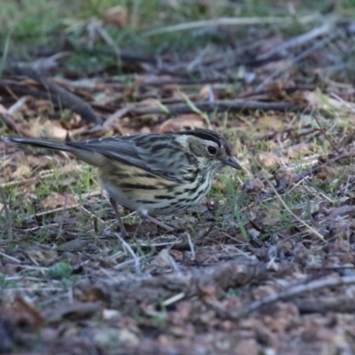 Pyrrholaemus sagittatus (Speckled Warbler) at Namadgi National Park - 9 May 2023 by RodDeb