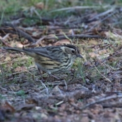 Pyrrholaemus sagittatus (Speckled Warbler) at Paddys River, ACT - 9 May 2023 by RodDeb