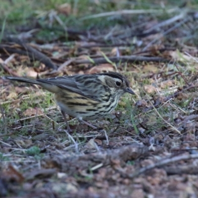 Pyrrholaemus sagittatus (Speckled Warbler) at Paddys River, ACT - 9 May 2023 by RodDeb