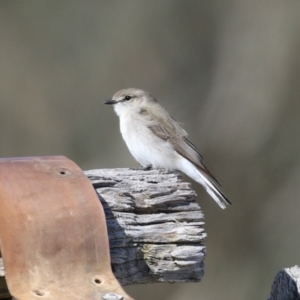 Microeca fascinans at Paddys River, ACT - 9 May 2023