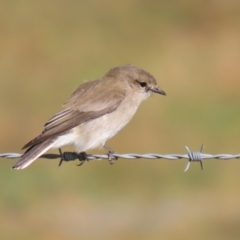 Microeca fascinans at Paddys River, ACT - 9 May 2023 12:42 PM