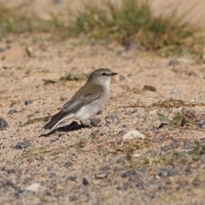 Microeca fascinans at Paddys River, ACT - 9 May 2023 12:42 PM