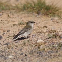 Microeca fascinans at Paddys River, ACT - 9 May 2023