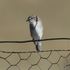 Microeca fascinans at Paddys River, ACT - 9 May 2023 12:42 PM