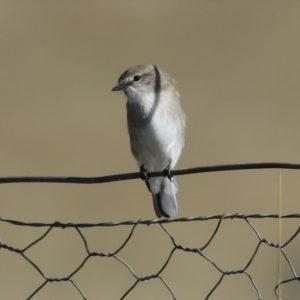 Microeca fascinans at Paddys River, ACT - 9 May 2023