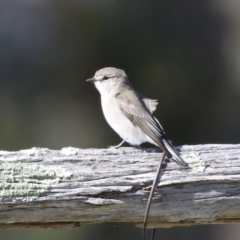 Microeca fascinans at Paddys River, ACT - 9 May 2023 12:42 PM