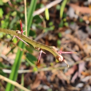 Gleditsia triacanthos at Phillip, ACT - 10 May 2023